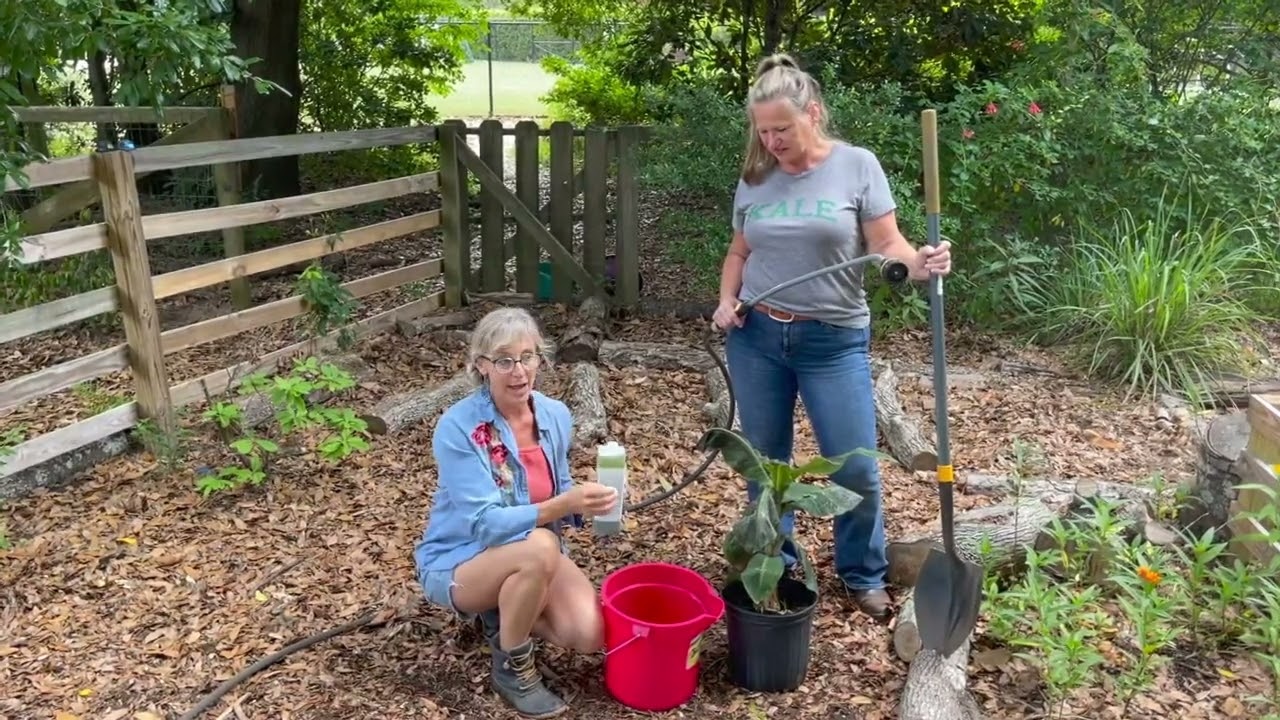 How to do a Root Drench for Stressed Plants with En Soil Algae