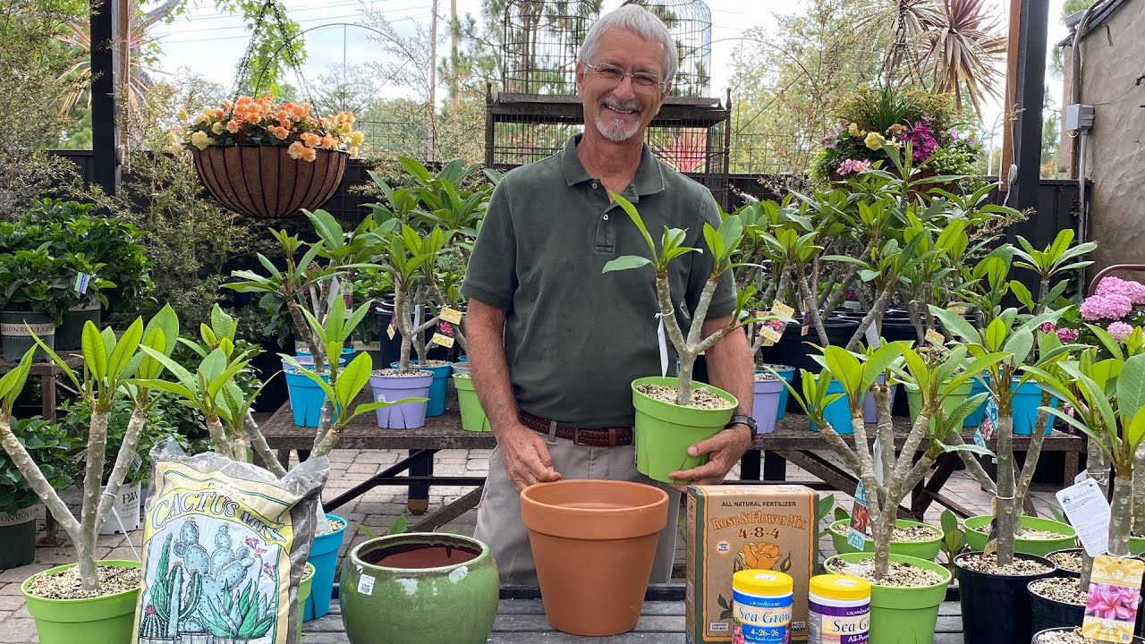 Learn How to Grow Plumerias with Steve Hampson