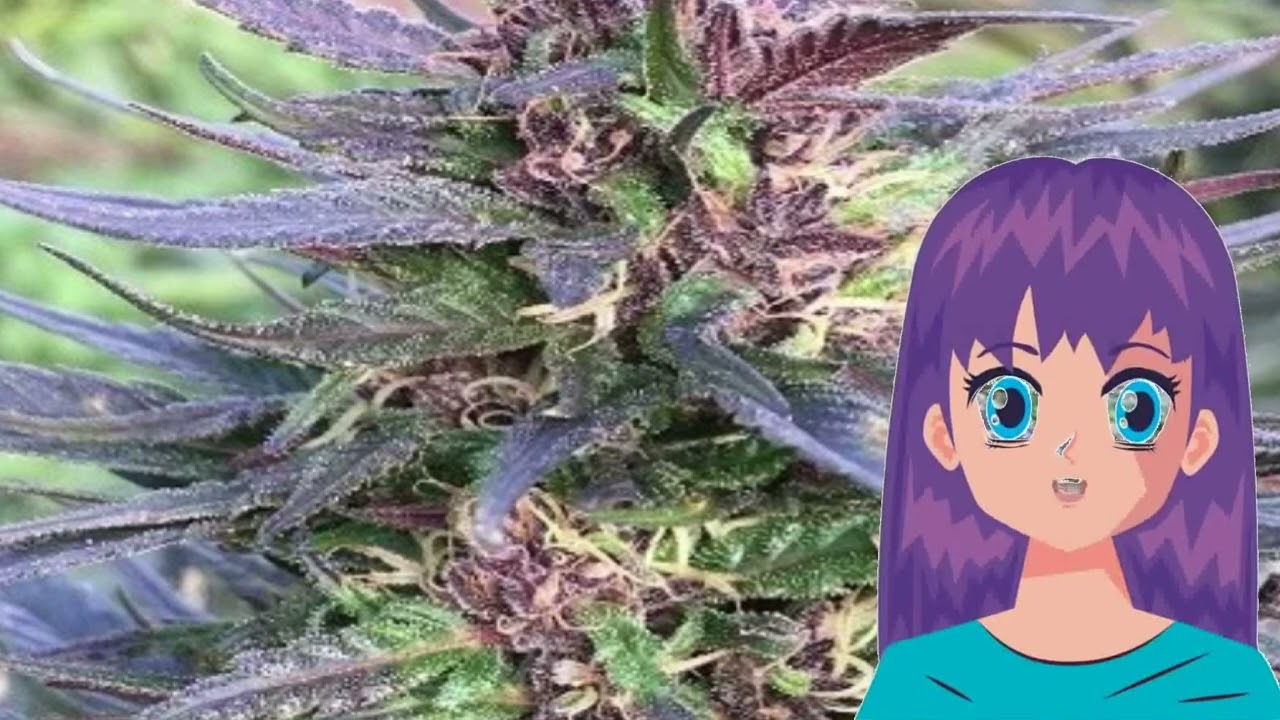 Honduras Breeze &ndash; Ace Seeds