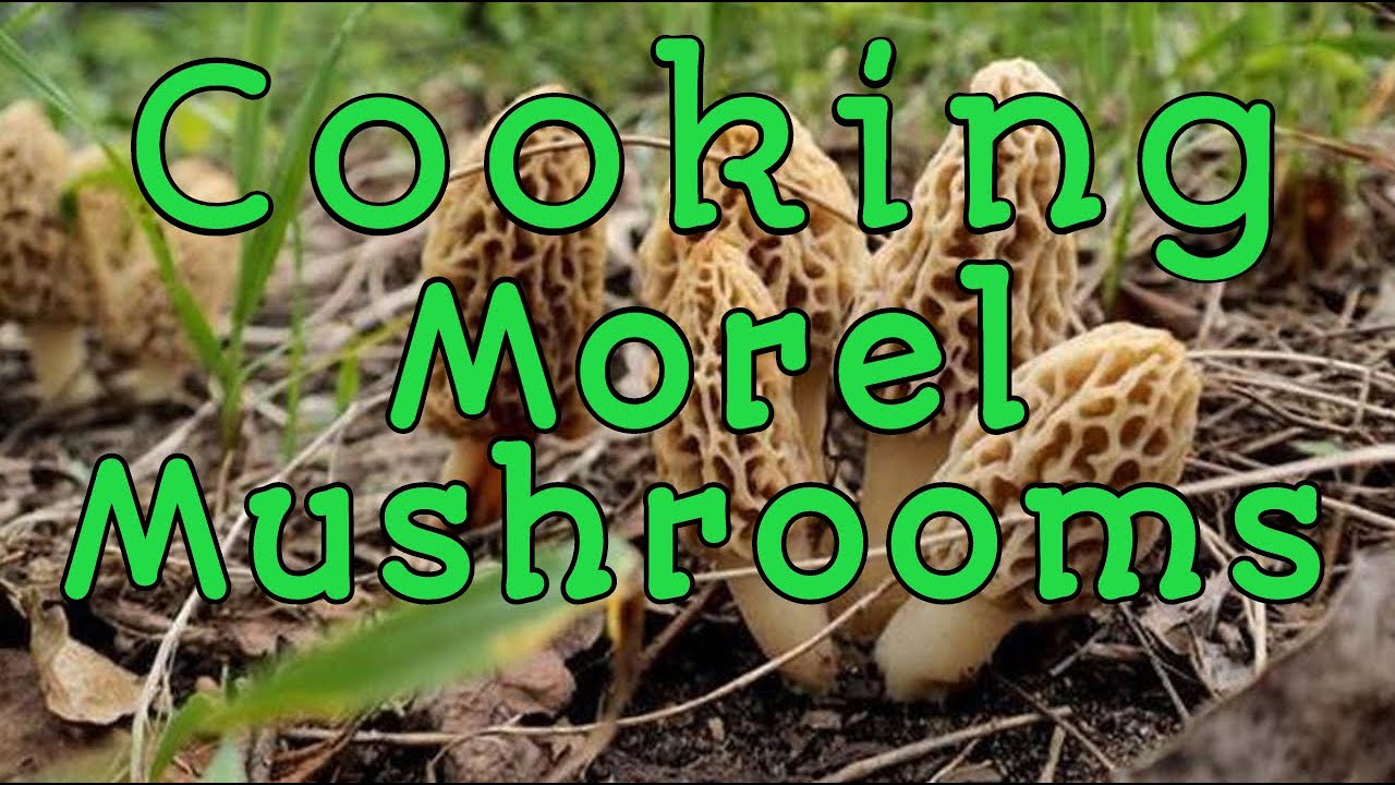 Morel Mushroom Recipe