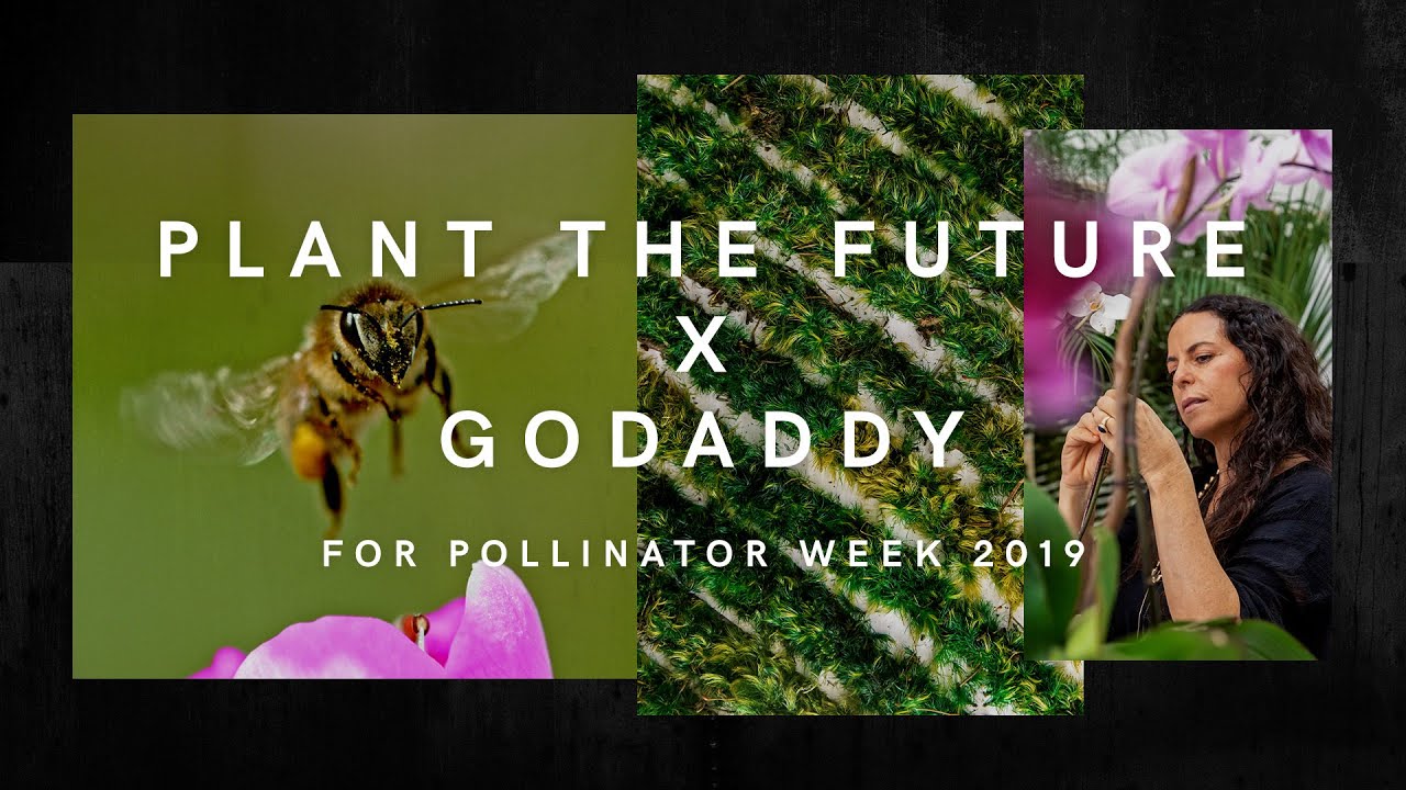 GoDaddy x Plant the Future: Неделя опылителей 2019