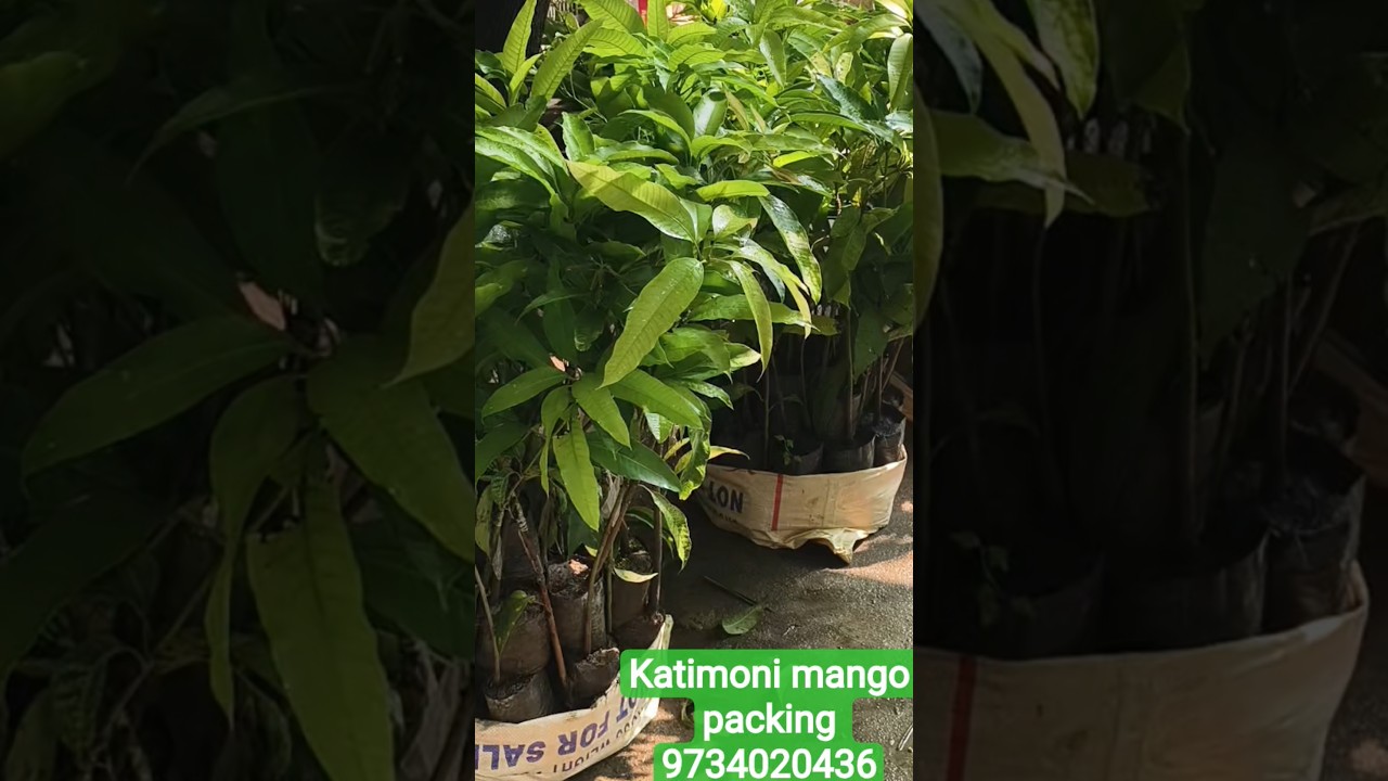 Today packing katimoni mango by Everfit Agro Farm 
