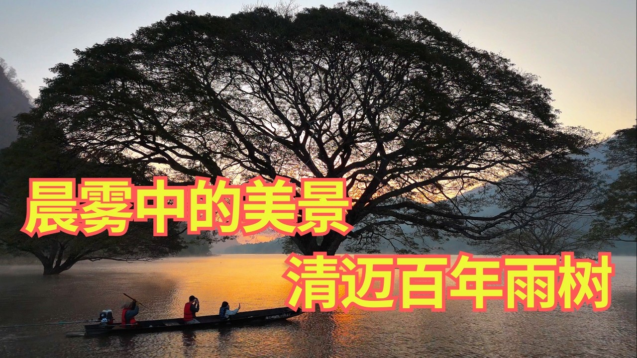 清迈新晋热门景点 百年水中雨树值得去吗？【小邓带你玩清迈】
