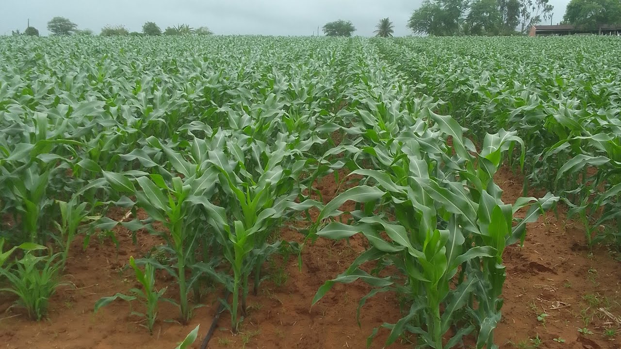 OLHA A QUANTIDADE DE ADUBO QUE COLOQUEI NO MILHO! 🌽