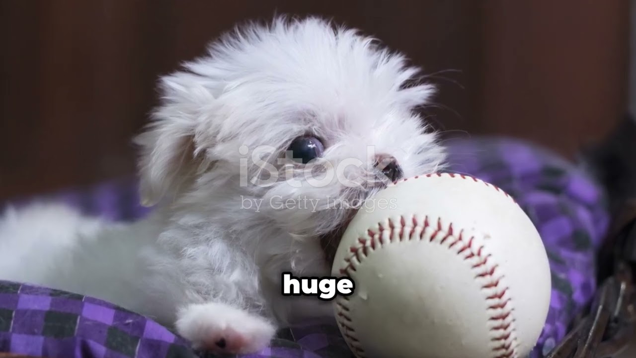 Maltese puppies