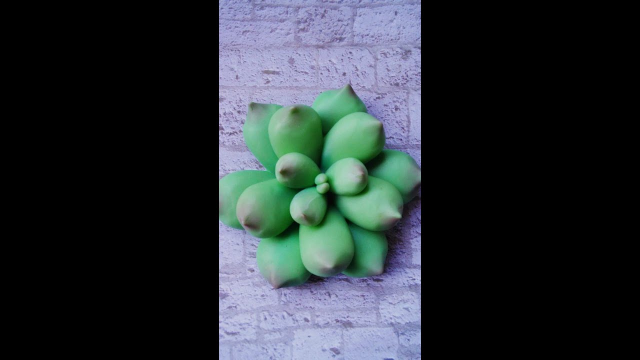 Suculenta em biscuit