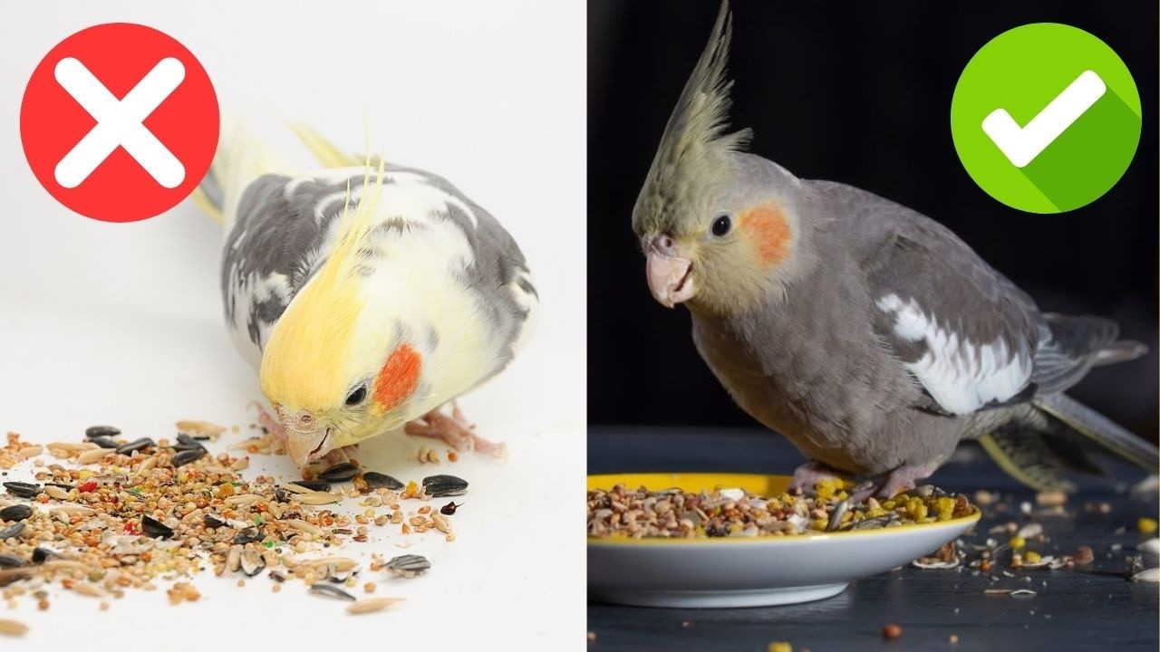 Best Food For Cockatiels: Do’s and Dont’s