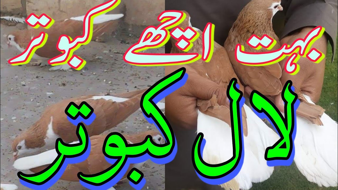 Lal Pigeon//Sherazi pigeon//لال کبوتر