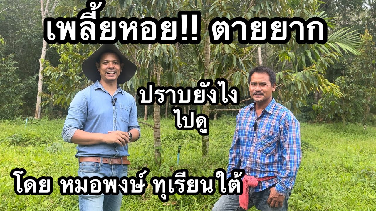 เพลี้ยหอย!! ศัตรูตัวร้าย รังควาญใจ ฆ่าไม่ตาย ปราบยังไง | หมอพงษ์ ทุเรียนใต้