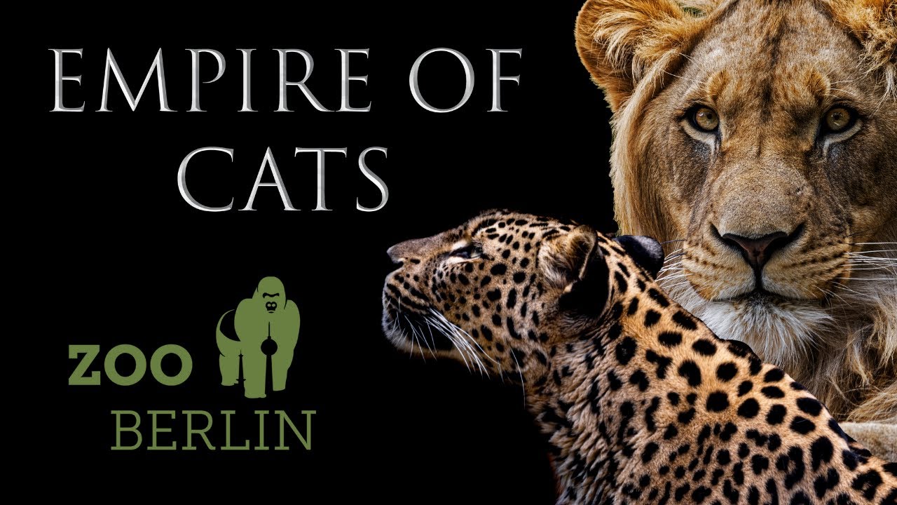 Экскурсия по выставке Empire Of Cats в Берлинском зоопарке