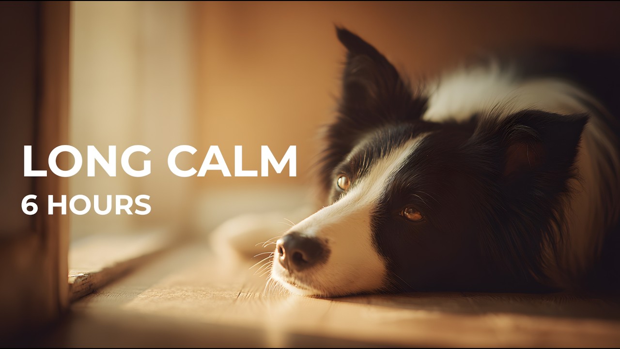 6 Hours Calming Music for Dogs | Long Lasting Anxiety Relief