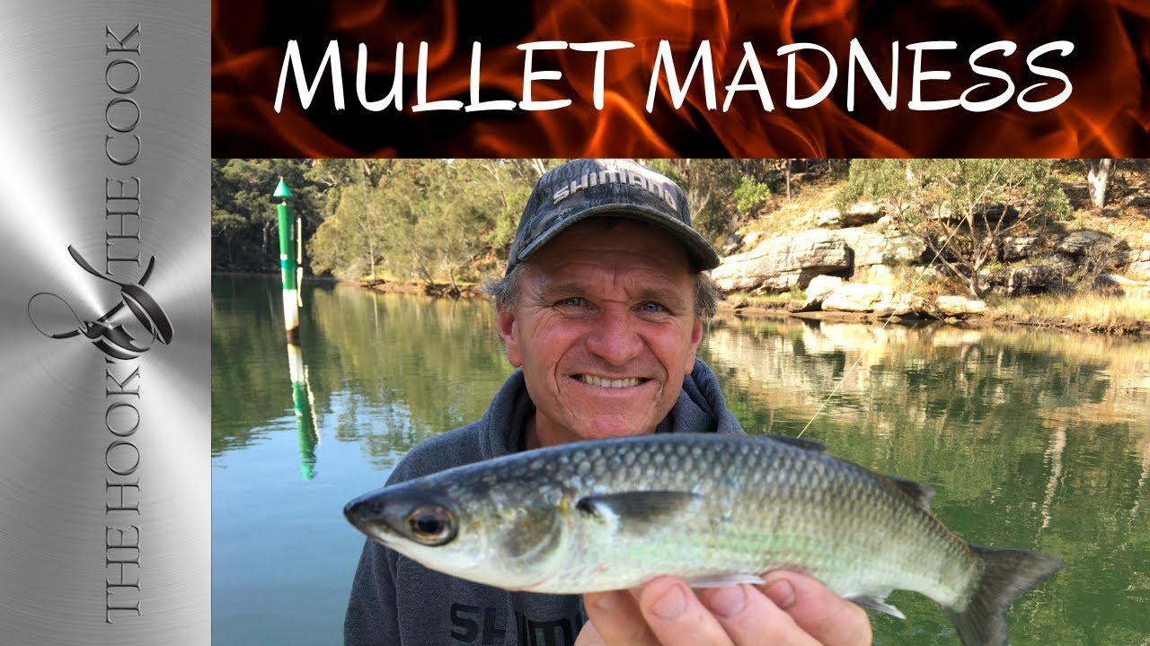 MULLET MADNESS | Fun fish to catch learn how.