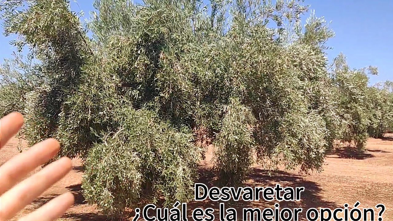 Desvaretar ¿Cuál es la mejor opción?