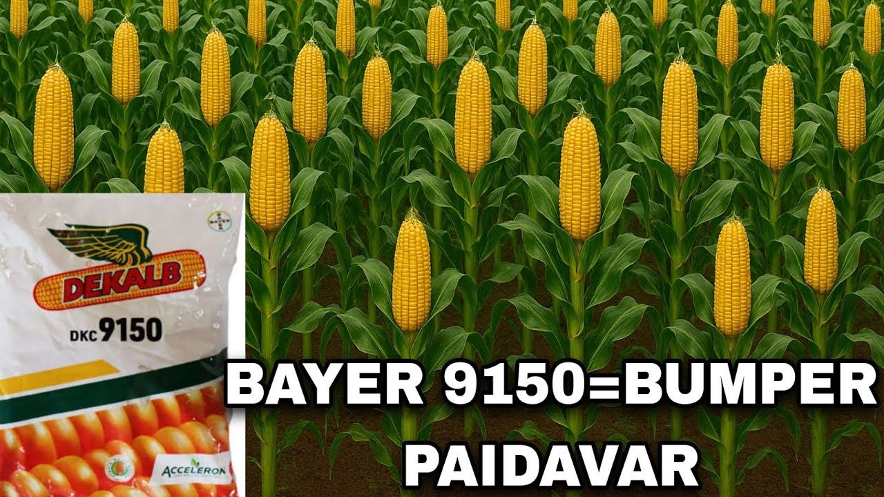 बायर 9150 की पूरी जानकारी! Bayer DKC9150 full information.