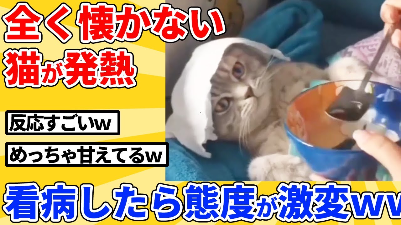 【2ch動物スレ】飼い主を嫌いだったのに、看病されて態度が激変した猫ｗｗｗｗｗ