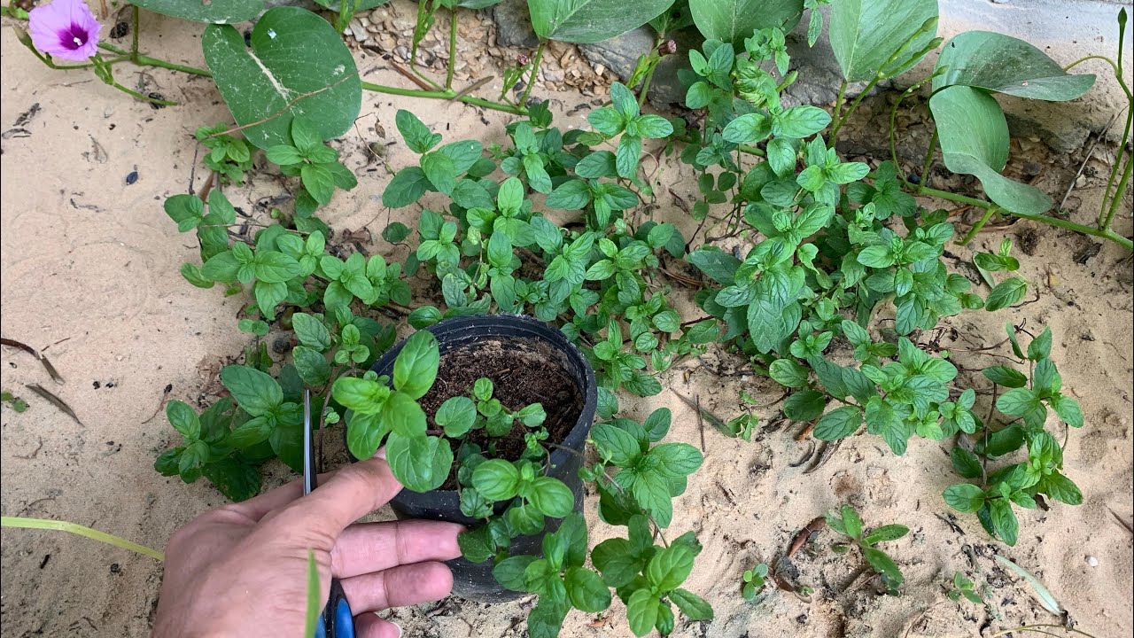 عندك النعناع بيذبل ويموت وهزيل؟ شاهد الطريقة الصحيحة للزراعة والعناية والري والتسميد
