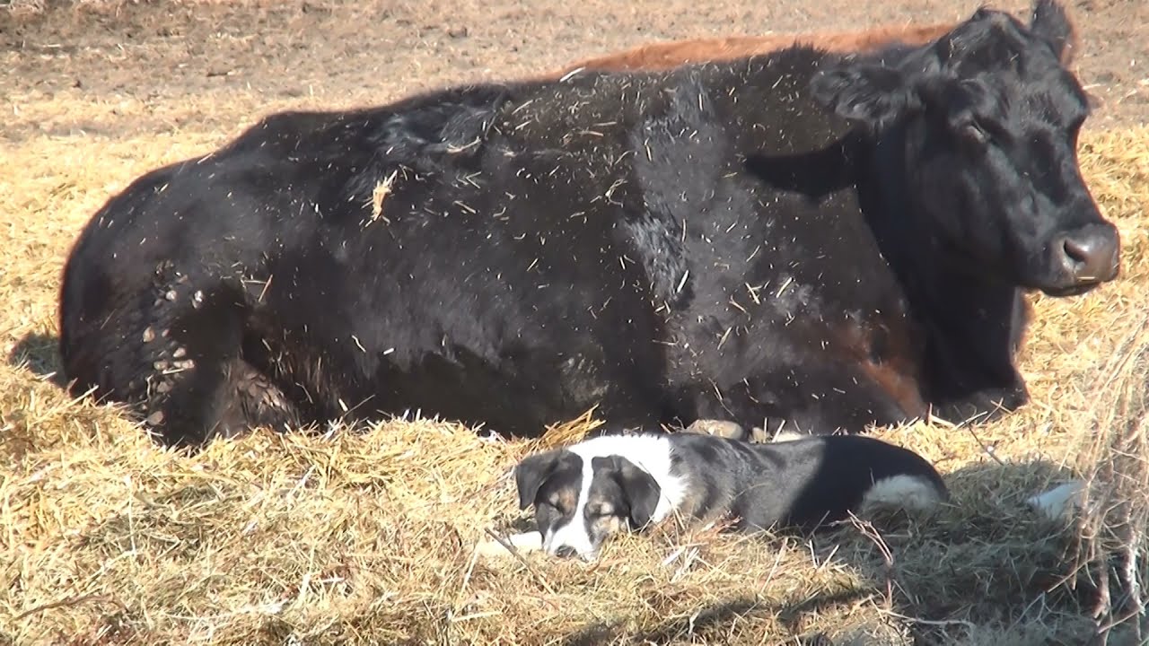 Kadie our farm dogs life