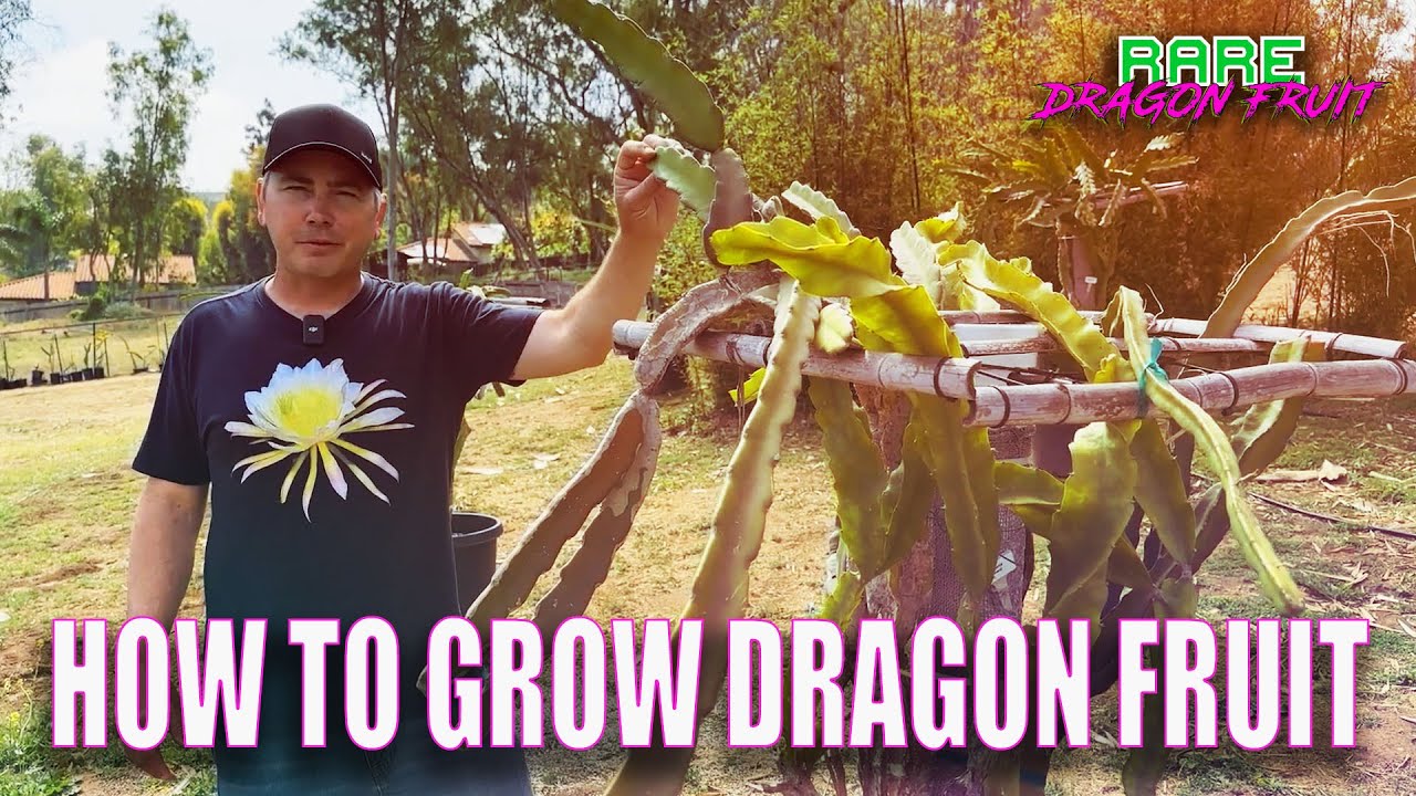 HOW to GROW DRAGON FRUIT / OVER 1 HOUR of the BASICS / FROM SOIL to FRUIT TASTING (3.0)