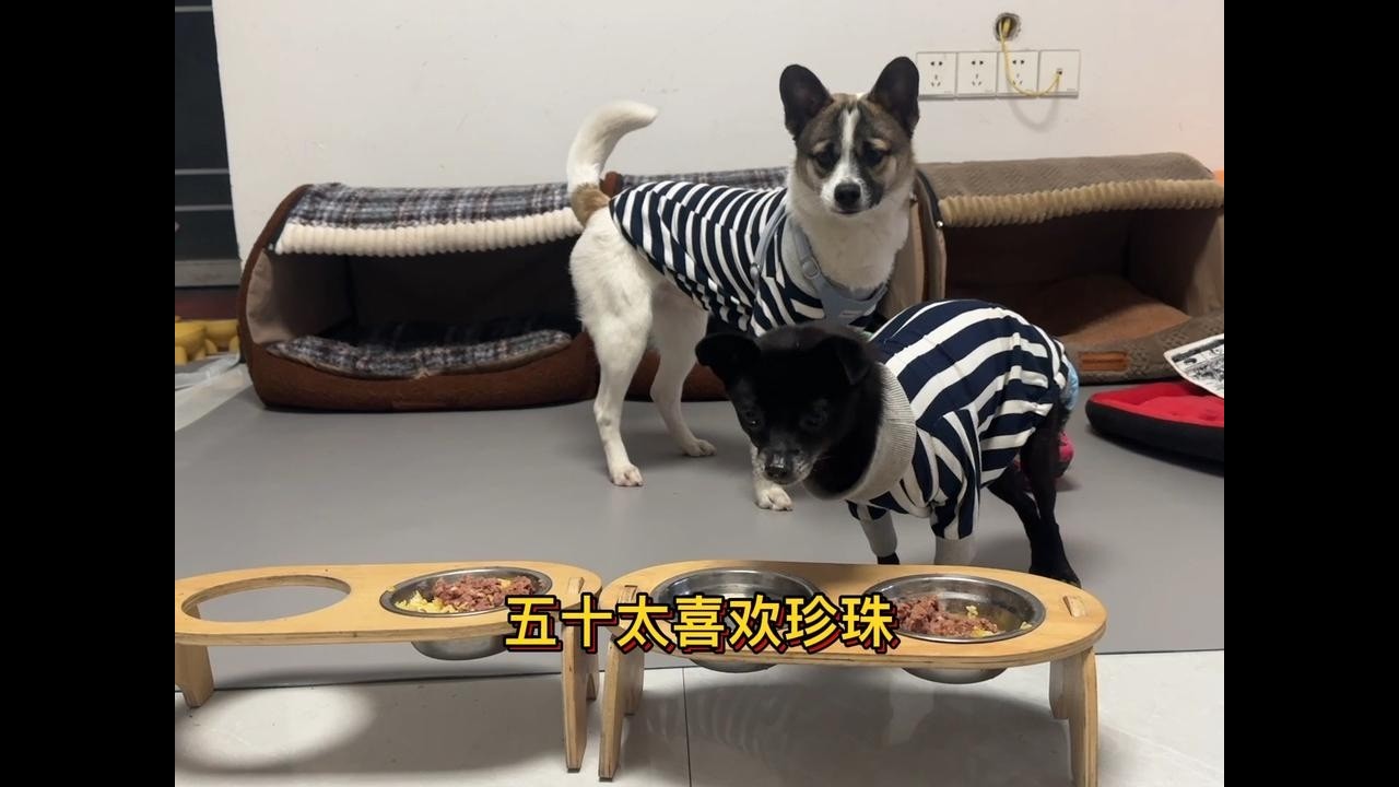 收养的第三只流浪狗太喜欢残疾小狗，总想跟她玩，但人家不搭理他 
