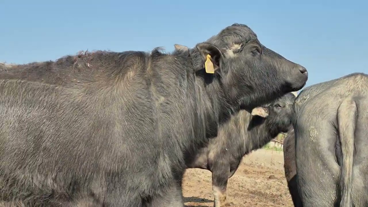Kao's Cattles LLC 
