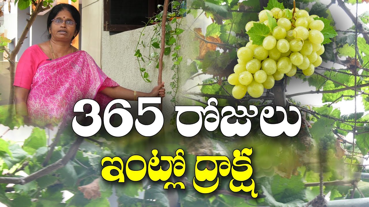 ఇంట్లో 2 ఏళ్ల ద్రాక్ష || 365 రోజులు కాత || 365 days grape at home || Prabhavati