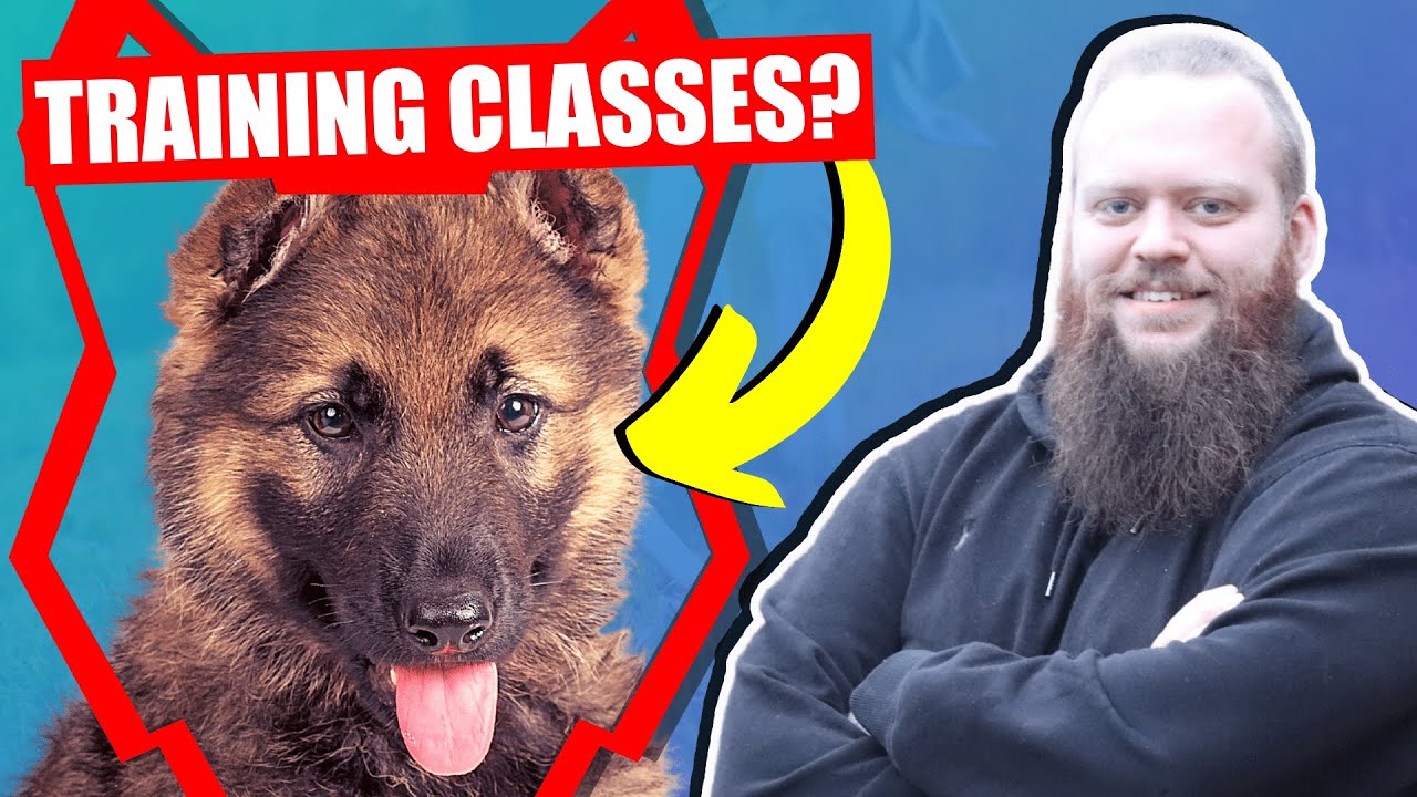 SHOULD MY GERMAN SHEPHERD GO TO PUPPY TRAINING CLASSES