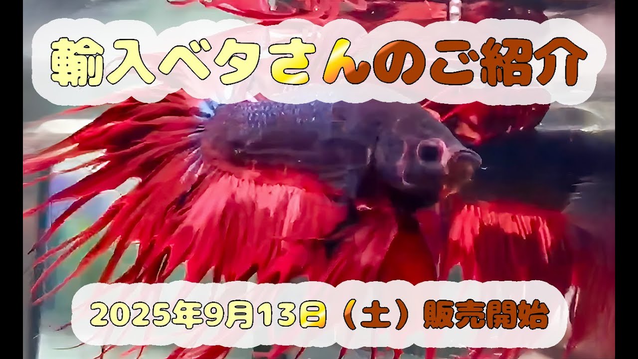 2025年9月13日（土）販売開始　輸入ベタさん紹介動画