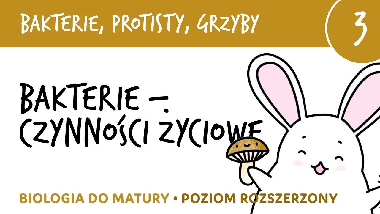 Bakterie, protisty, grzyby 3 🦠 Bakterie - czynności życiowe - biologia do matury rozszerzona