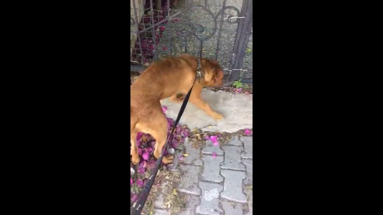 FRANSIZ MASTİFF K&Ouml;PEĞİ(D&Uuml;NYANIN ENG&Uuml;&Ccedil;L&Uuml; K&Ouml;PEK IRKI)
