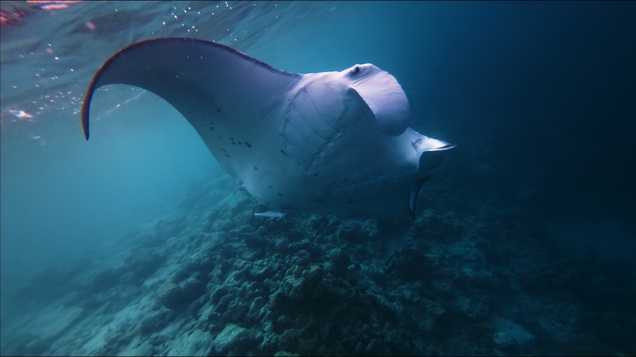Veligandu Island Manta Ray snorkel close to the coast 4K DJI Osmo action 5