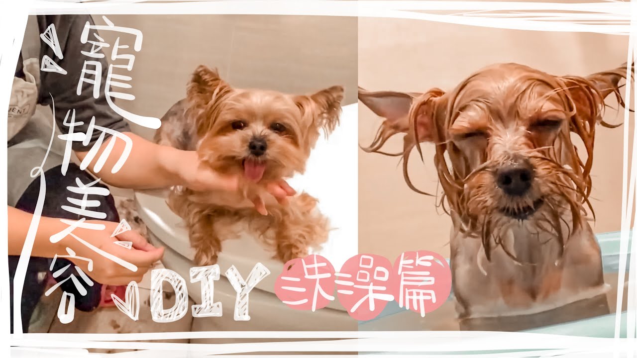 How to bathe a yorkie ?  || 腳底毛修剪 \ 幫狗狗剪指甲 \  擠肛門腺 \ 毛髮吹乾 \ 約克夏才藝表演 （下集）