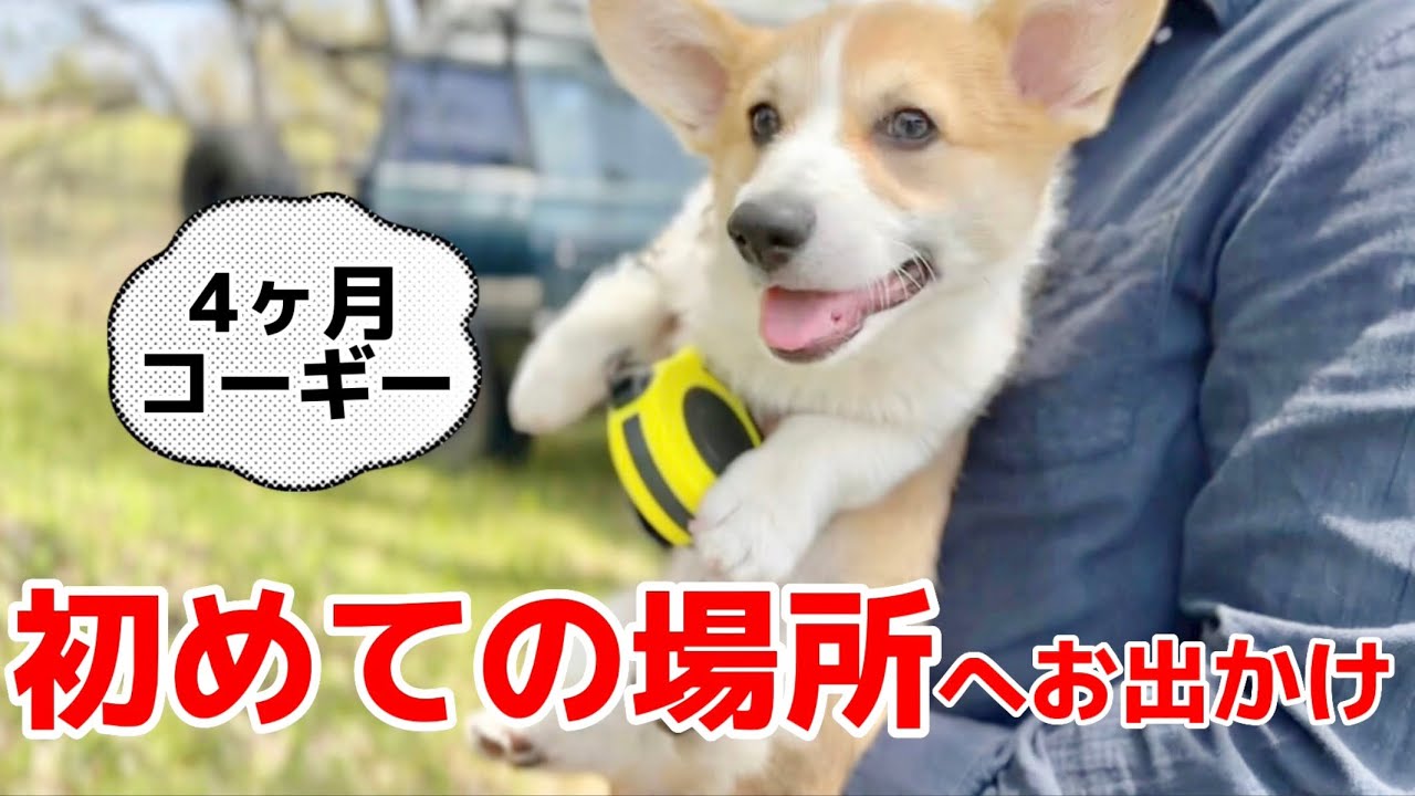 生後4ヶ月子犬コーギーがGW初めての場所でのお散歩が楽しくて帰りたくないと訴える🐶🐾