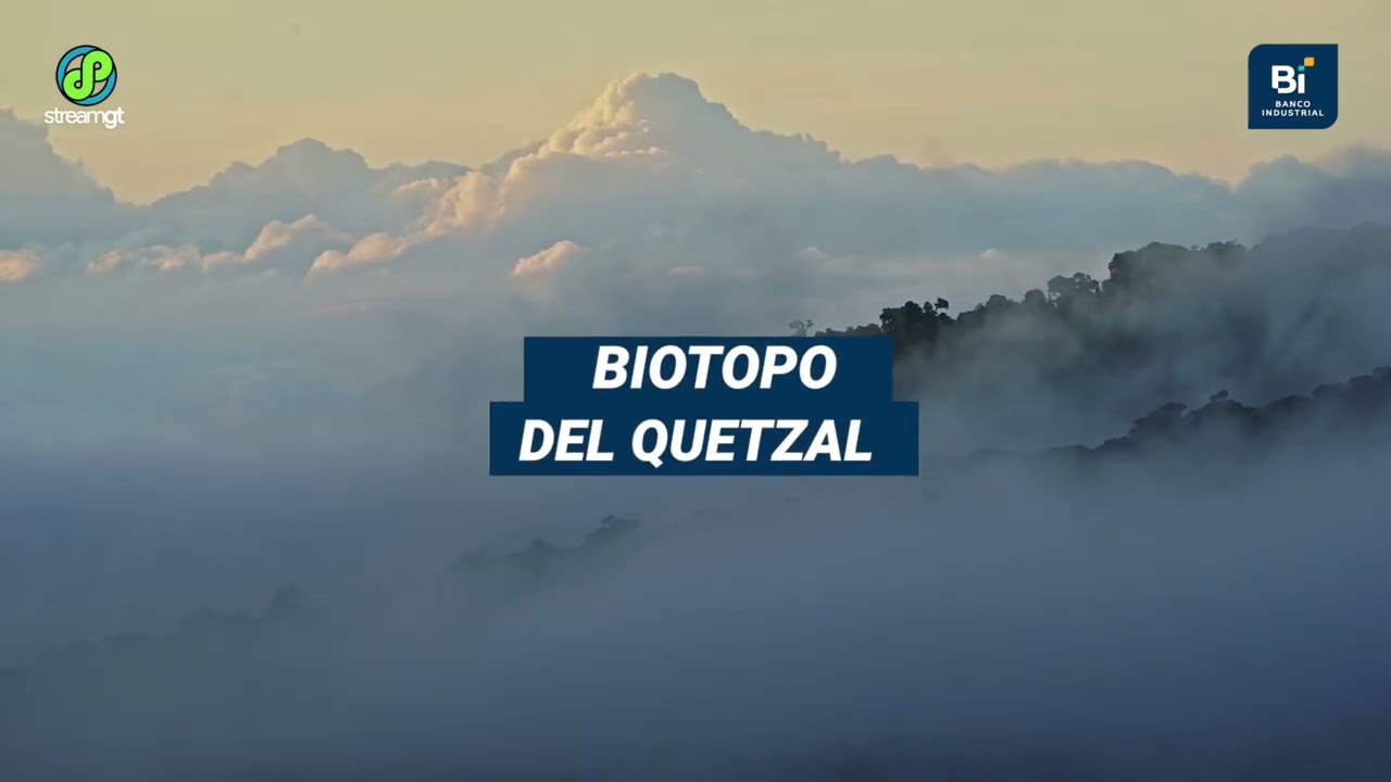 Observación de aves en Guatemala