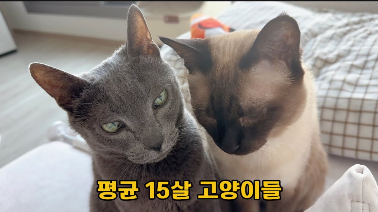 평균나이 15세 고양이 셋,재키 연탄 대봉이의 느린 브이로그