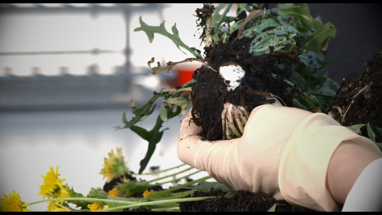 Natural rubber from dandelions