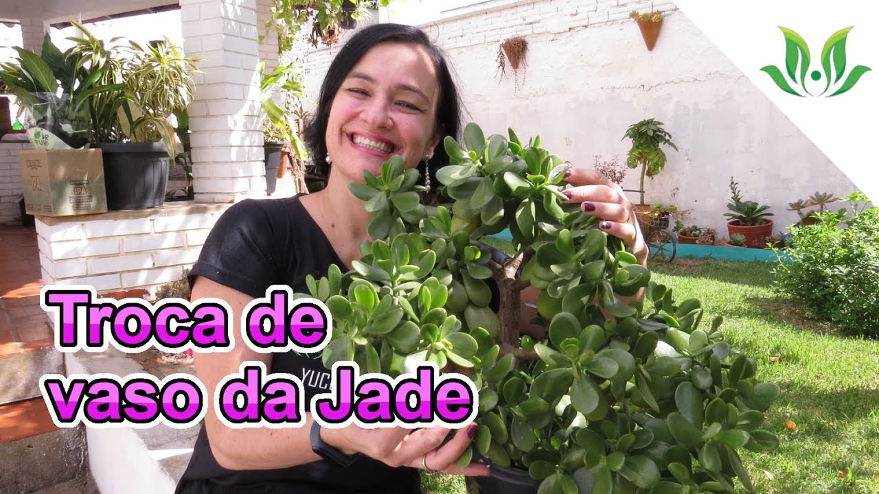 Troca de vaso da Jade (Crassula ovata)