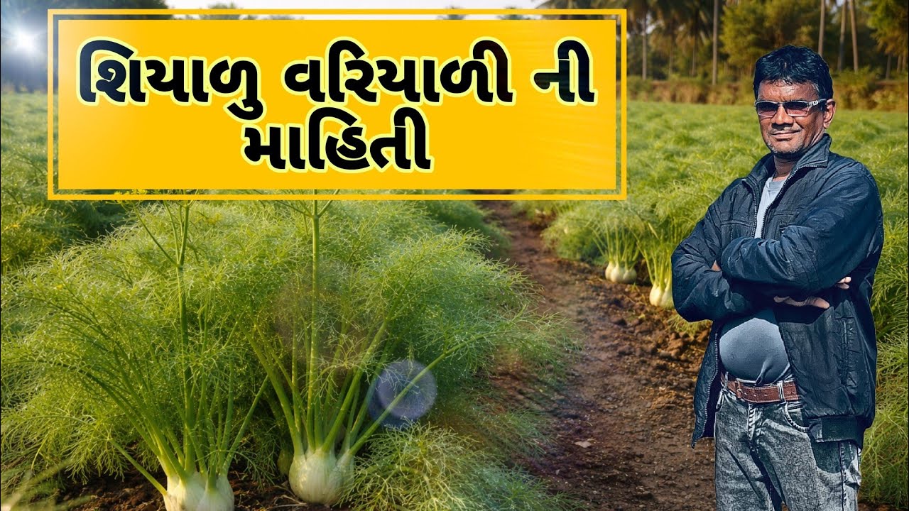 શિયાળામાં વરિયાળી ખેતી 🌱ખેડૂત માટે ફાયદાકારક પાક 💚#વરિયાળી #શિયાળુ_પાક #ખેડૂત #ગુજરાતી_ખેતી 