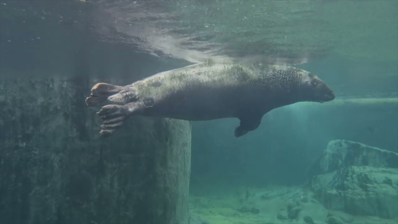 A Mindful Seal Meditation with Mr Logs