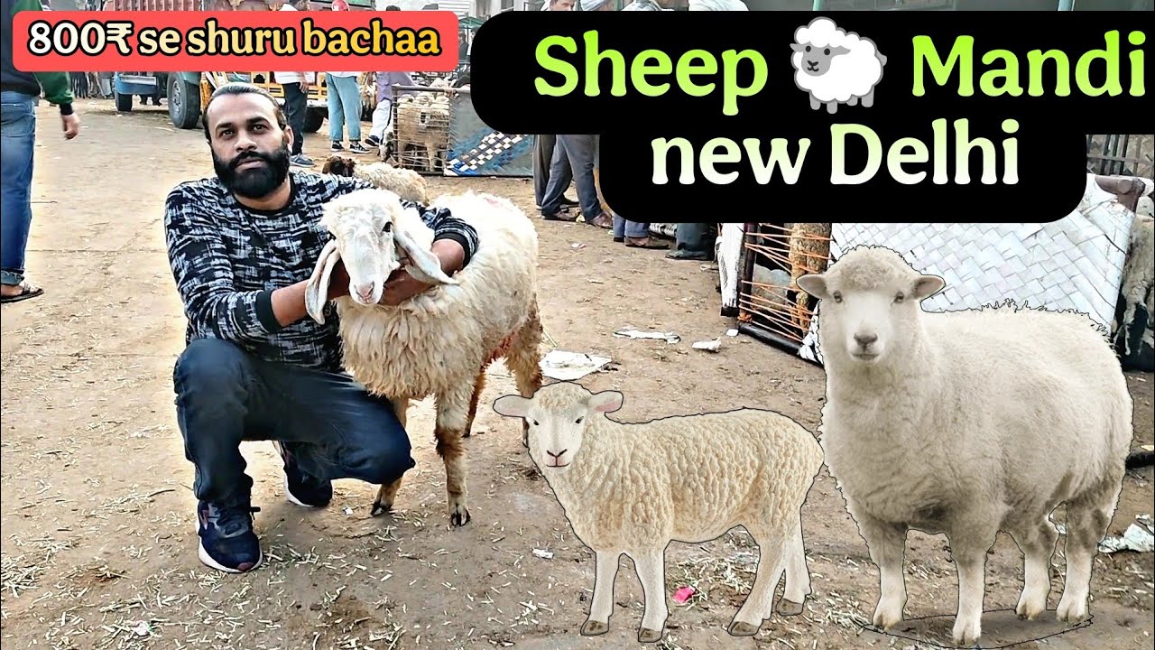 🐑Sheep mandi dehli Gazipur #barbarigoatfarm#gazipurbakramandi#bakramandi#sheep#sheepfarming#goat