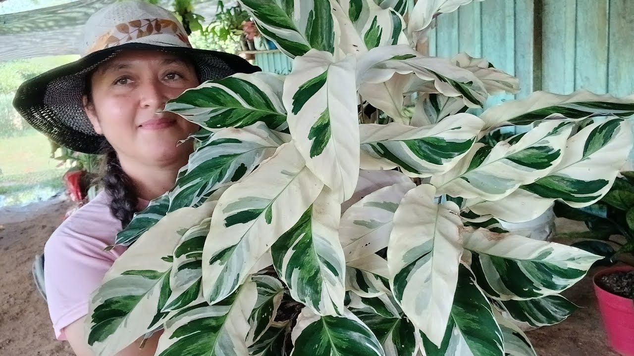 MANTENIMIENTO DEL  LA CALATHEA WHITE FUSION ❤️🌺😍😱😍