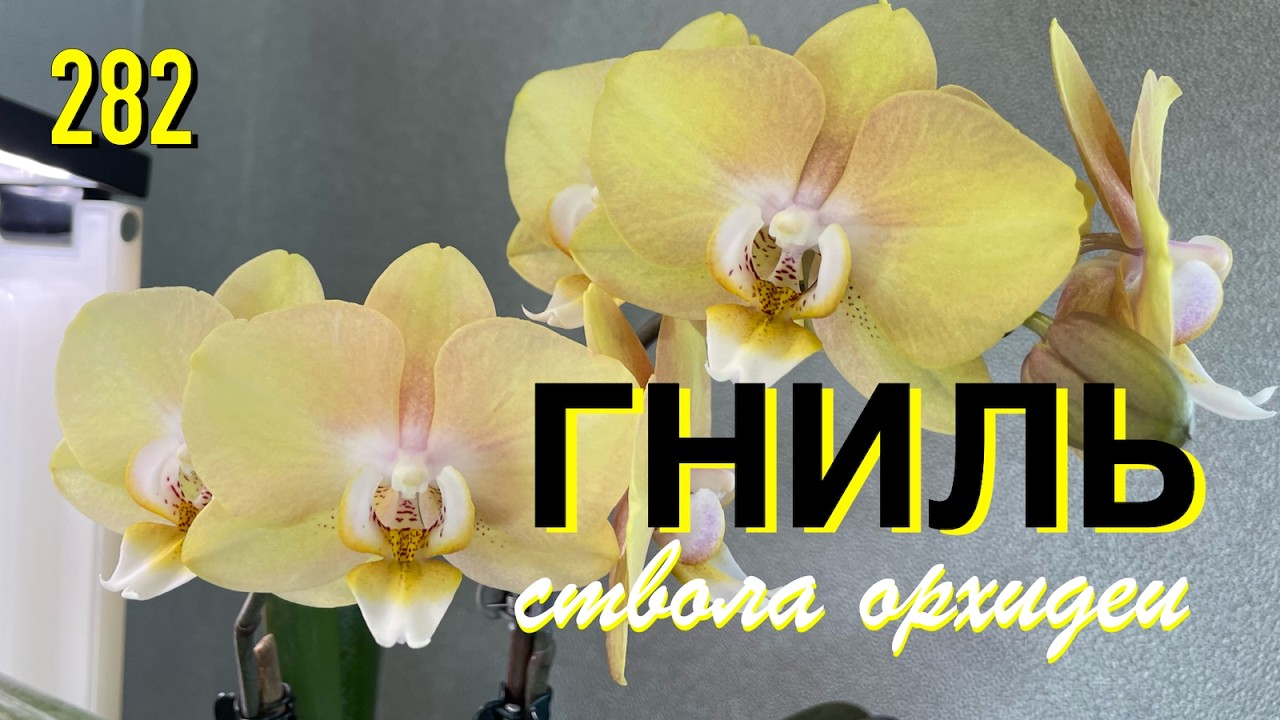 Вдруг обнаружила стволовую гниль у орхидеи Мандала. Срочно чистить и лечит