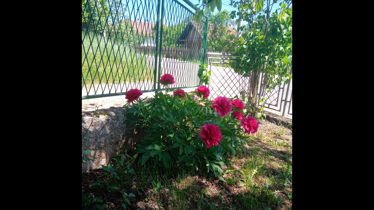 Vrsta i podvrsta reči ( vežbanje sa rešenjma )