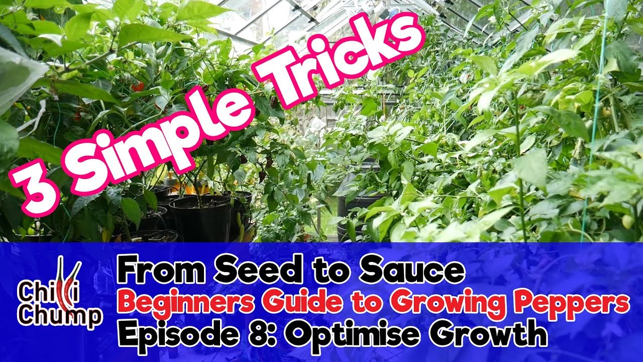 Episode 8:  3 Ways to Optimise Growth  (Beginners Guide to Growing Peppers) (2018)