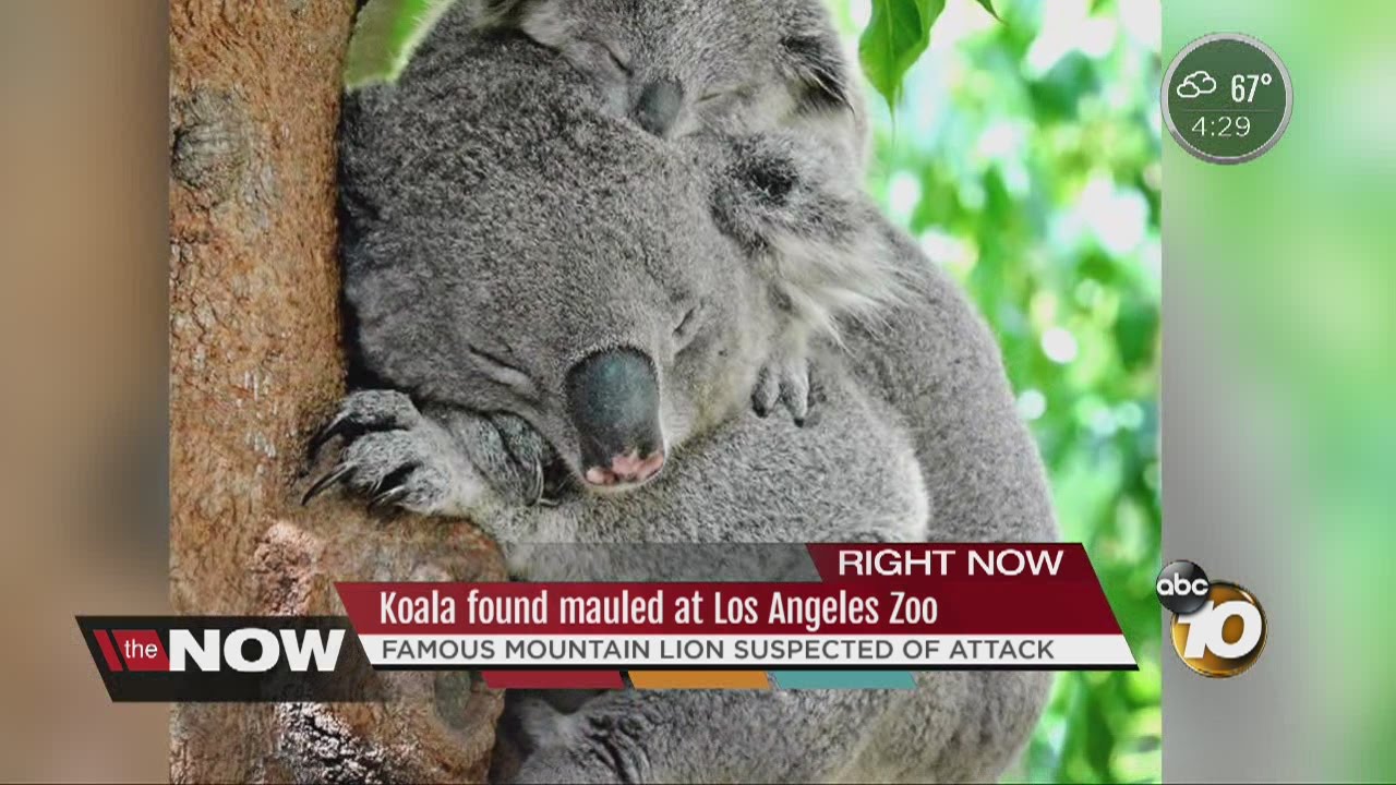 Famous mountain lion suspected in death of koala at LA Zoo