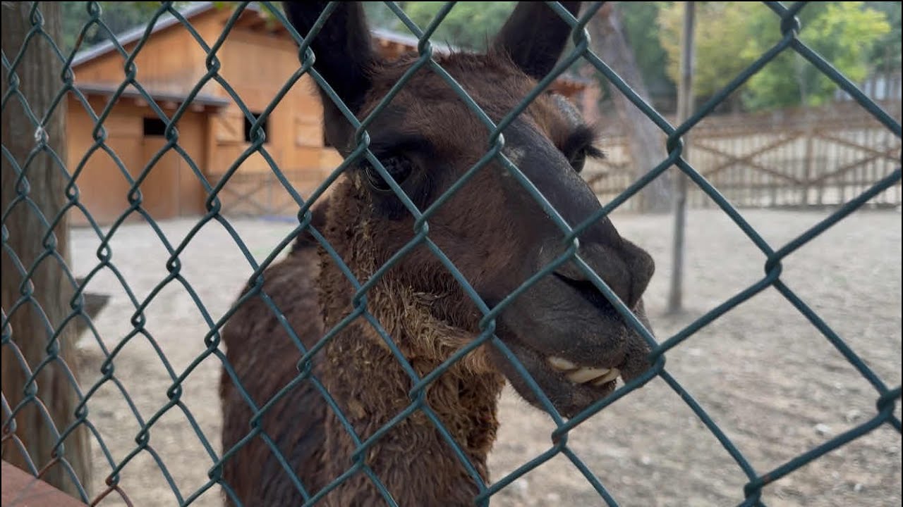 Me Enxhin Te Kopshti Zoologjik ne Tirane!