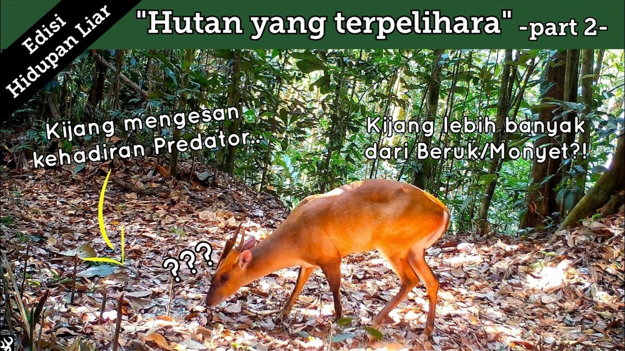 Penghuni hutan yang terpelihara (part 2).