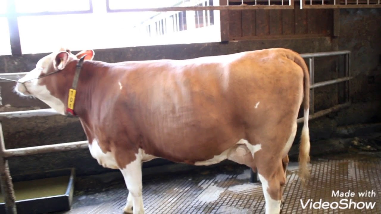 Video Fleckvieh Landesentscheid in der Tierbeurteilung Februar 2021