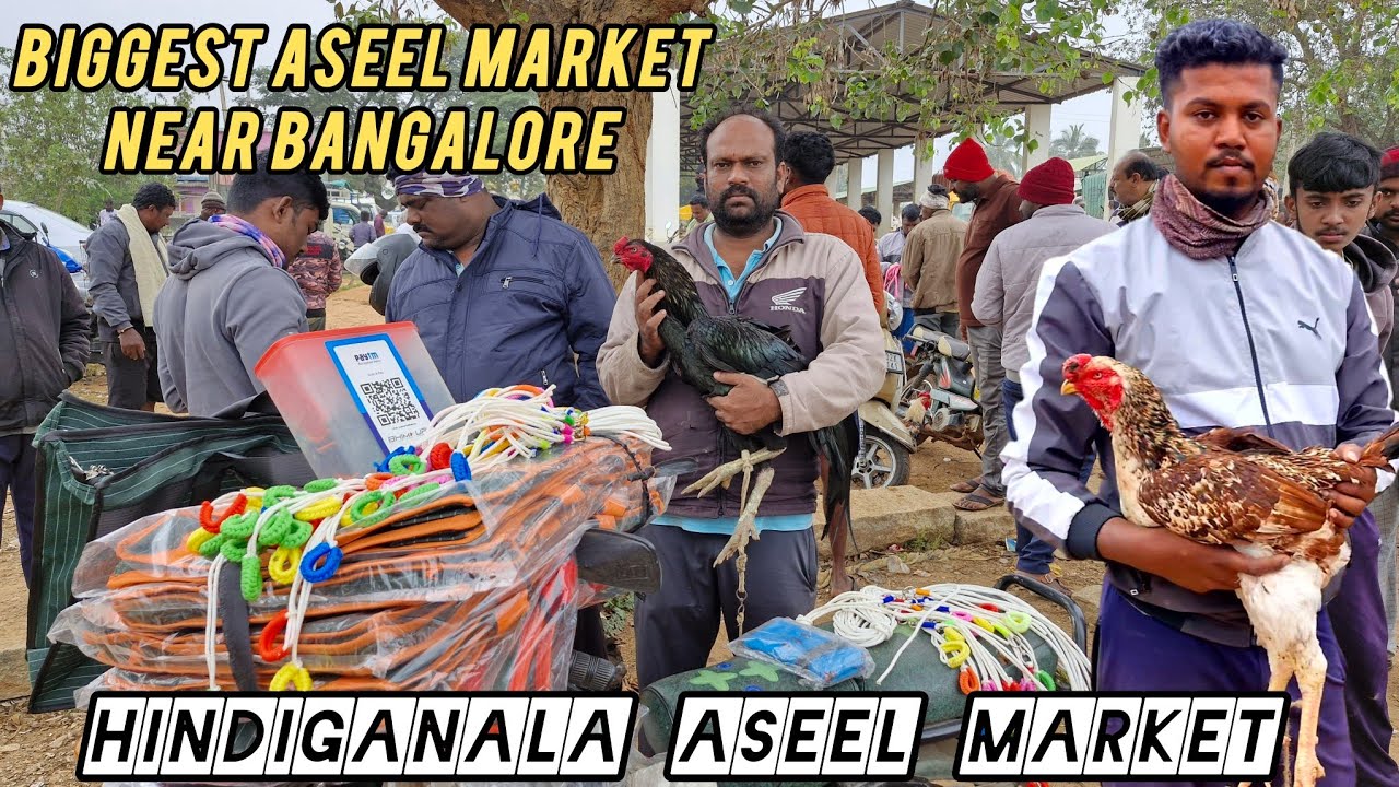 Hindiganala Aseel Market Biggest Aseel Market Near Bangalore Full Detail Video