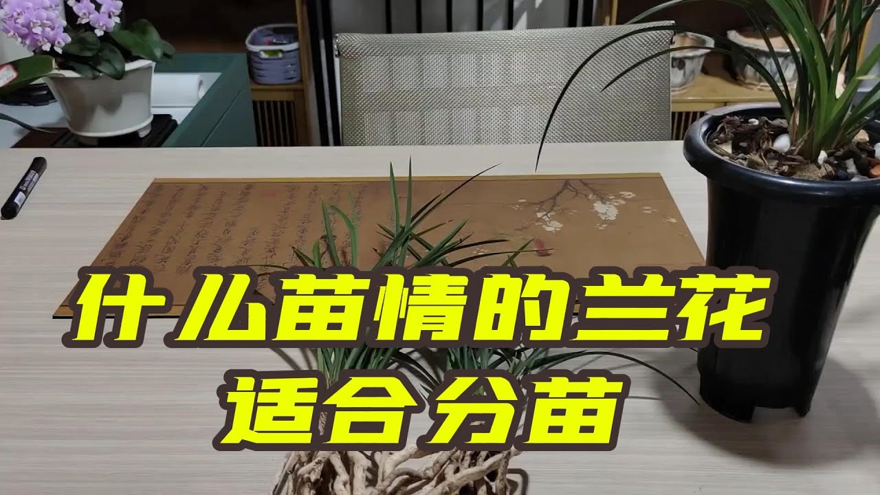 什么苗情的兰花适合分苗，怎样分苗可以提高发苗发壮苗