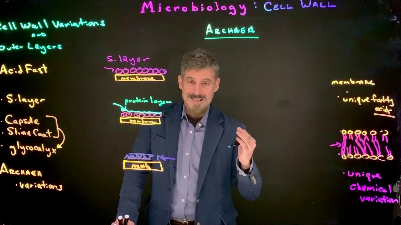 Archaea cell wall variation